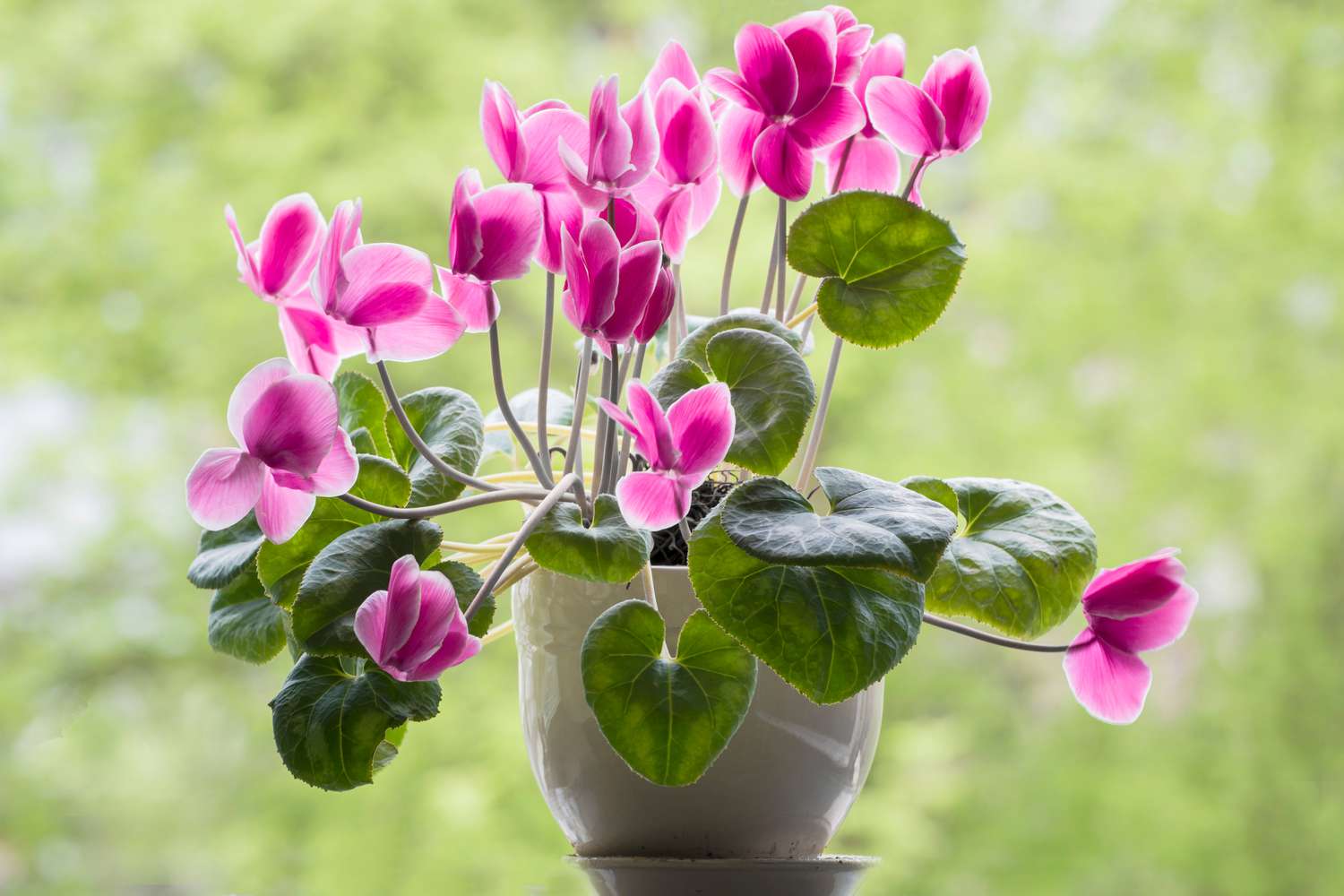 Serene Juniper Bonsai
