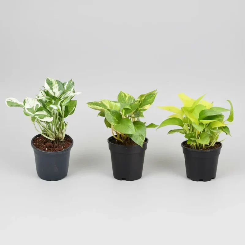 Money Plant, Scindapsus ( Pack of 3) - Plant