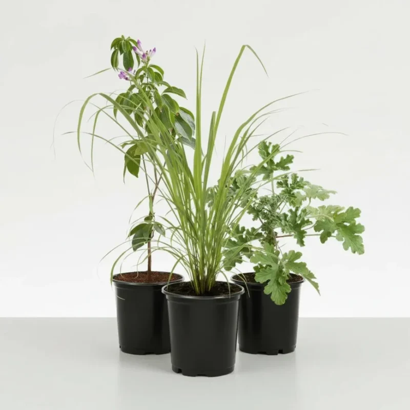 Top 3 Mosquito Repellent Plants